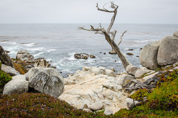 Large boulders with a twisty tree along the rocky coastline of California near Monterey and Big Sur, on a gloomy overcast day