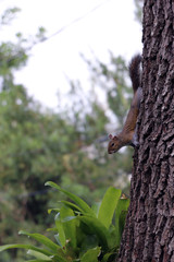 squirrel on tree 1