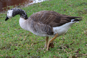 big duck