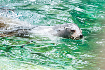 Otarie de Californie 