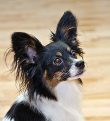 Papillon portrait