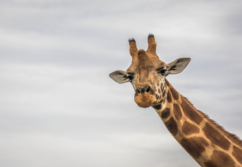 gorgeeous girrafe in werribee zoo