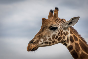 gorgeeous girrafe in werribee zoo