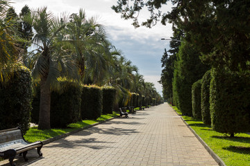 Alley with bushes and palm trees