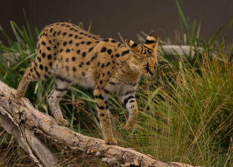 shy serval in Werribee zoo