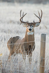 Big Buck Portrait