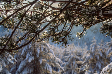 tree in winter