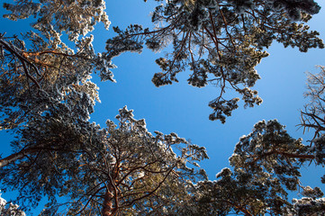 tree and blue sky
