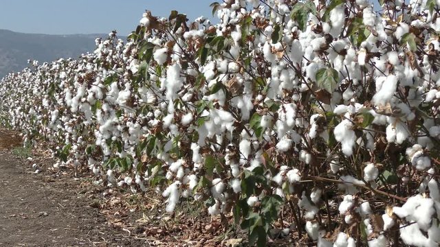 White cotton field moves in the wind waiting for harvest