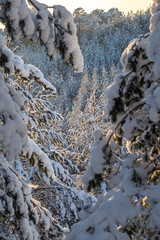 snow covered trees in winter