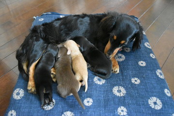 授乳中のミニチュアダックスフンド