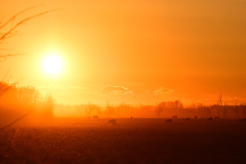 Cattle Silhouette