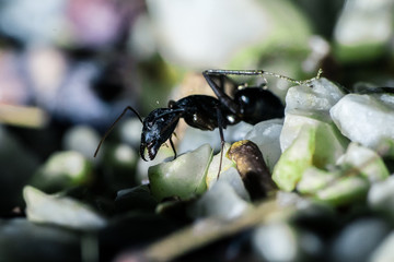 The ant on the rocks.Macro photo