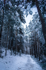 forest in winter