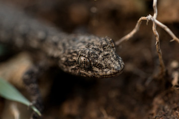 Lizards on earth