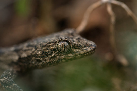 Lizard in grass.Macro photo