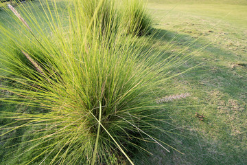 Grass on a green background