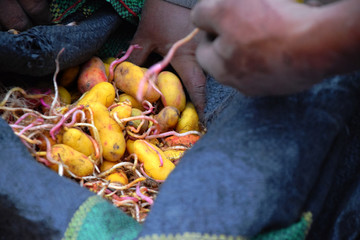 Hands grabbing potatoes