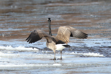 goose with wings spread
