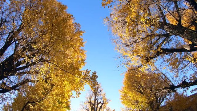 Big Ginkgo tree on blue sky, Yellow leaves on canopy. Autumn season background concept