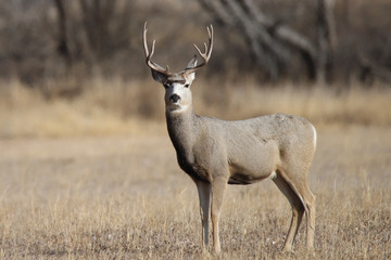 deer buck