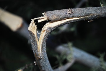 A broken branch