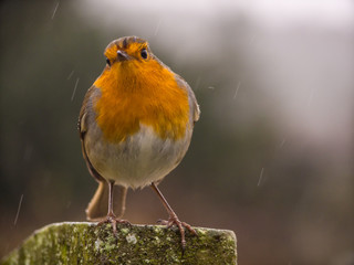Rotkehlchen im Regen