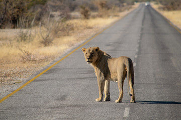 Lion crossing the road