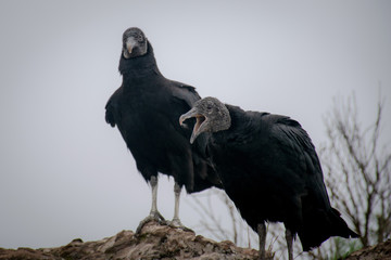 two friends vultures talking about life