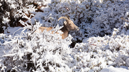 A desert big horned sheep ewe browses on twigs that are covered with fresh snow.