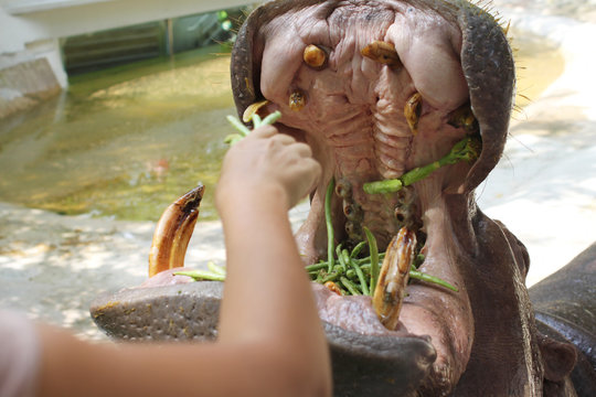 Close up of Tourist Hand Feeding Hippo with Yardlong Bean Vegetable in Wide Open Mouth. Bali, Indonesia.