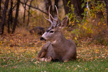Mule Deer