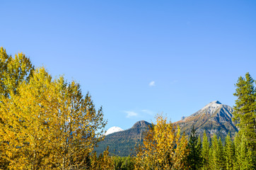 秋のカナディアンロッキー　朝のバンフ国立公園の黄葉（バンフ国立公園　カナダ・アルバータ州）