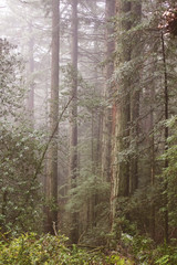 Misty green forest with a painterly feel