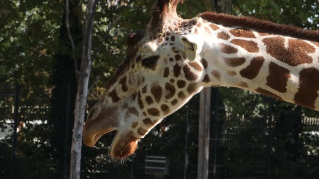 Close up profile of giraffe's head and part of neck. The giraffe moves its head slightly up and down, and is chewing.