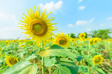 Fresh sunflower with blue sky in sunshine day