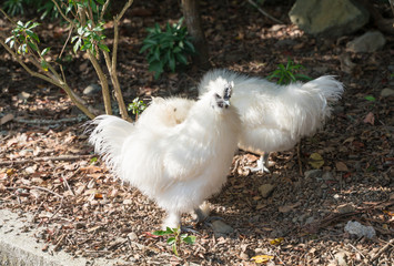 伊勢神宮　内宮の神鶏（しんけい）