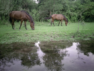 Obraz na płótnie Canvas horses grazing on the banks of a stream