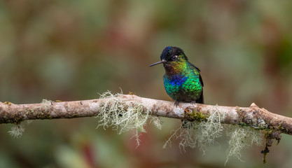Fiery Throated Hummingbird in Costa Rica 