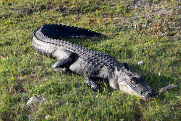 American Alligator in South Florida