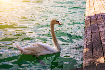 Beautiful white swan in the lake, romance, seasonal postcard, selective focus. Large white mute swan on the lake in summer. © daliu