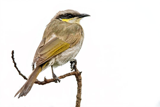 Singing Honeyeater (Lichenostomus Virescens)