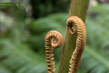 A fern tree unfurls new leafs