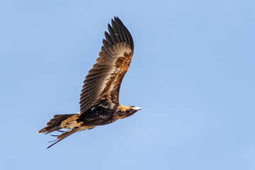 Wedge-tailed Eagle in flight (Aquila audax)