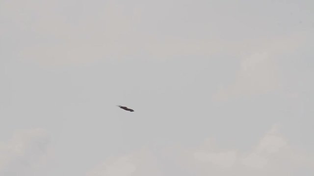 Bonelli's eagle flying