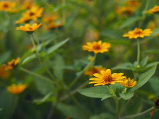 yellow daisy or singapore daisy booming in park 