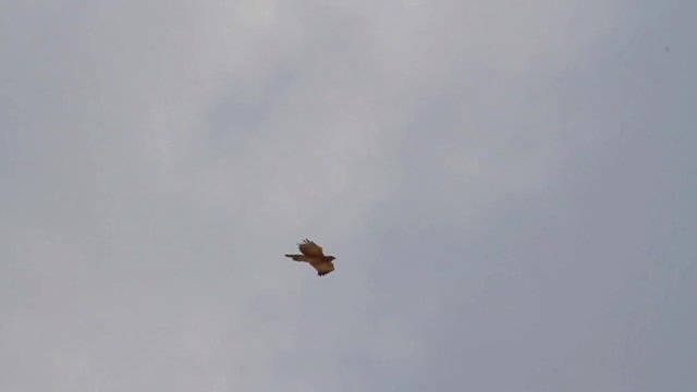 Bonelli's eagle flying