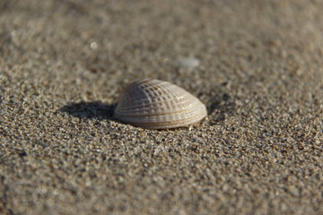 Shell in Sand