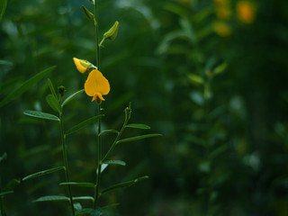 sun hemp yellow flower fileds 