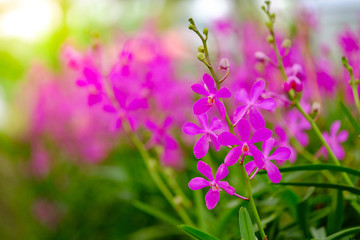 Fototapeta na wymiar Purple orchids in the garden that bloom full of sunlight in the morning